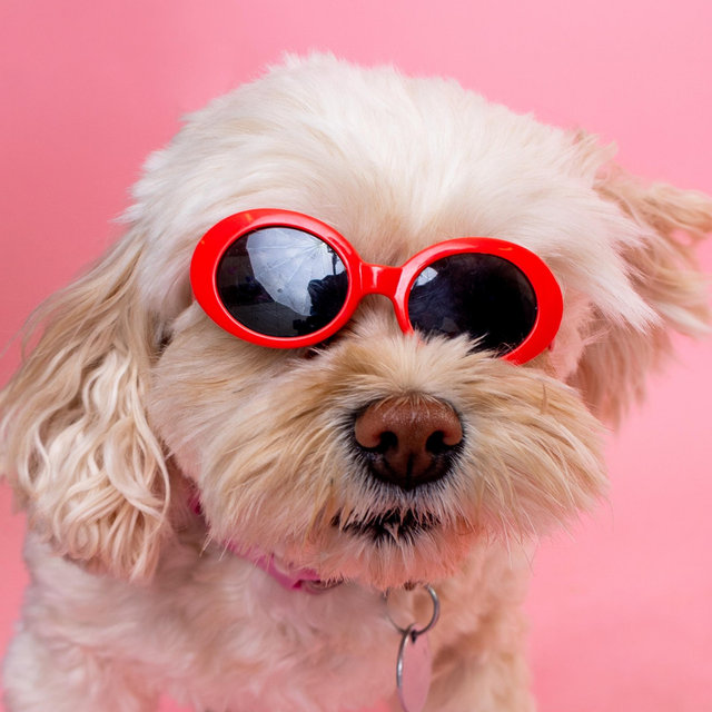 Kona Greenies Fund