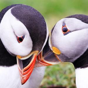 Puffin Tour!