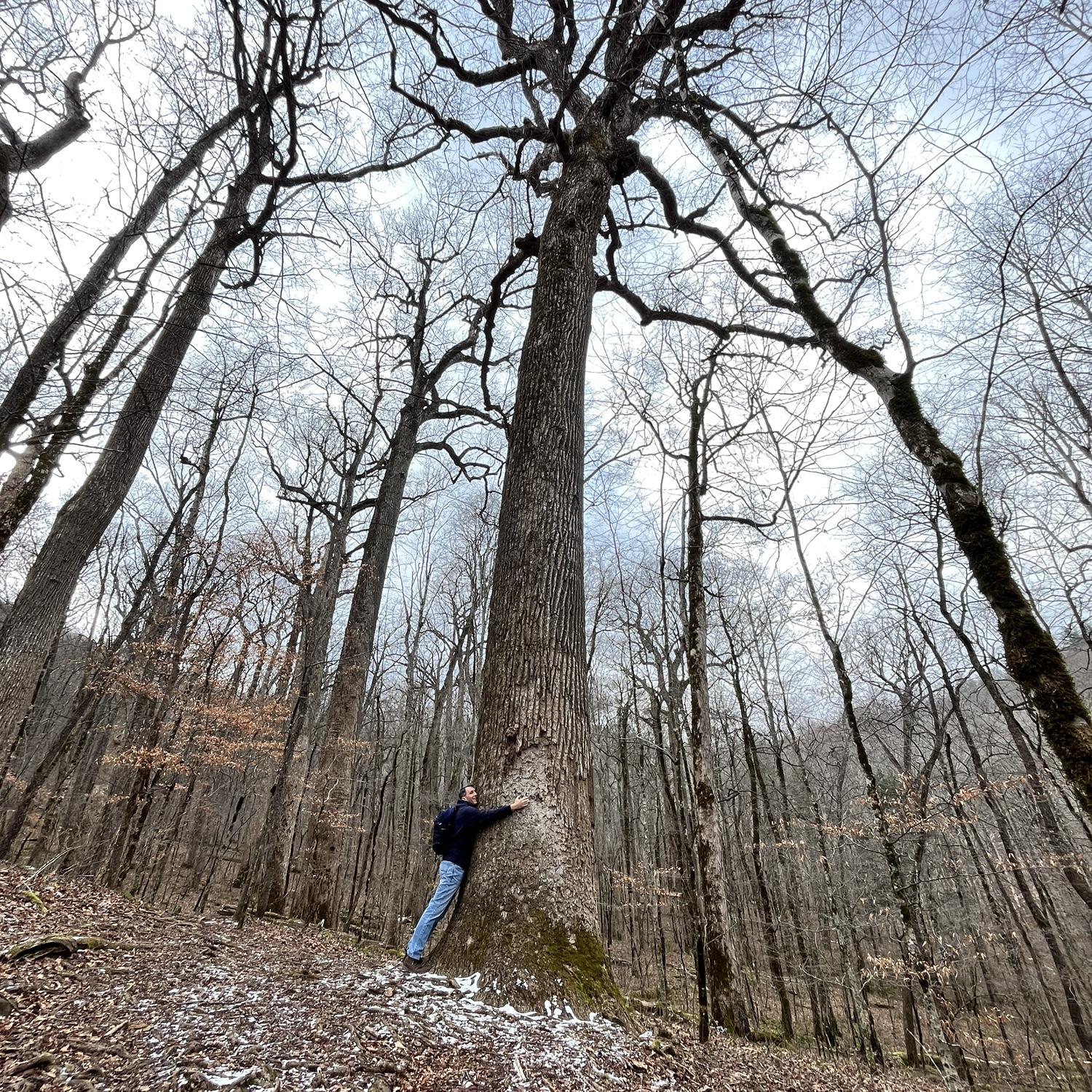 Joyce Kilmer Memorial Forest