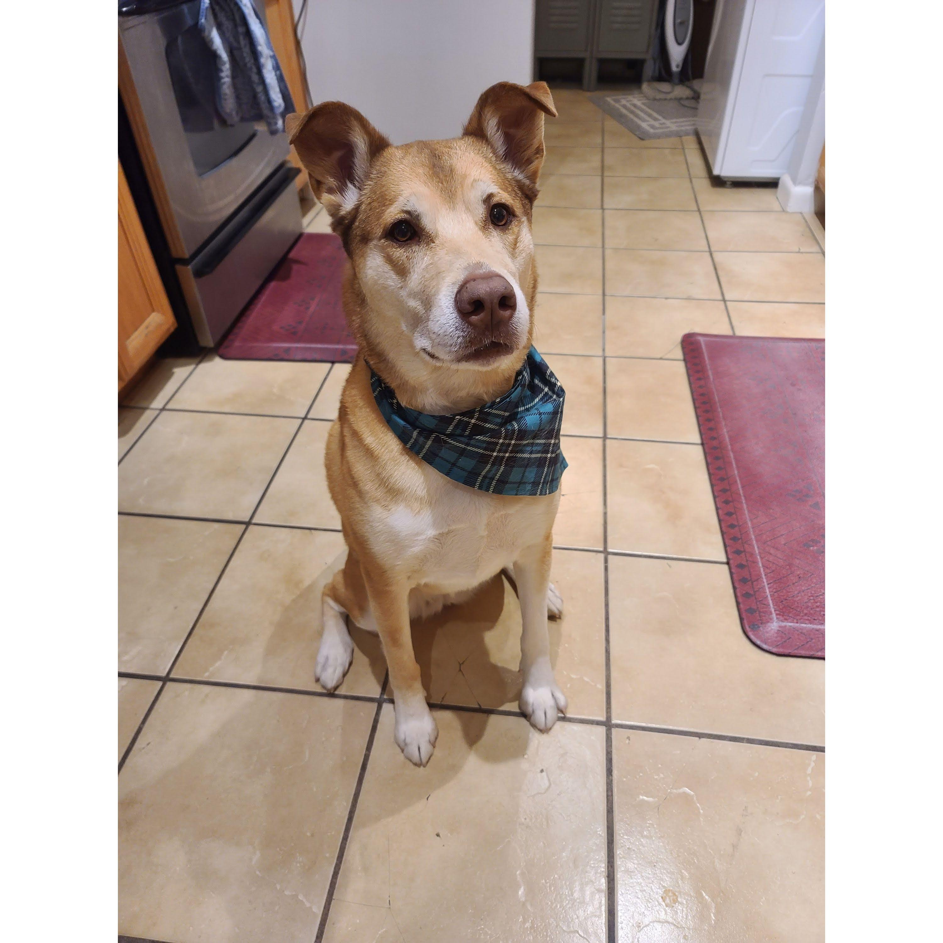 Thanksgiving Rent a Pup is ready! haha She LOVES wearing festive bandanas.