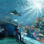 Shedd Aquarium