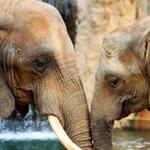 Montgomery Zoo