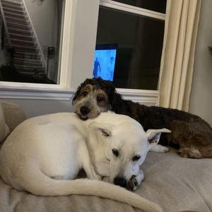 Our honeymoon petcare fund