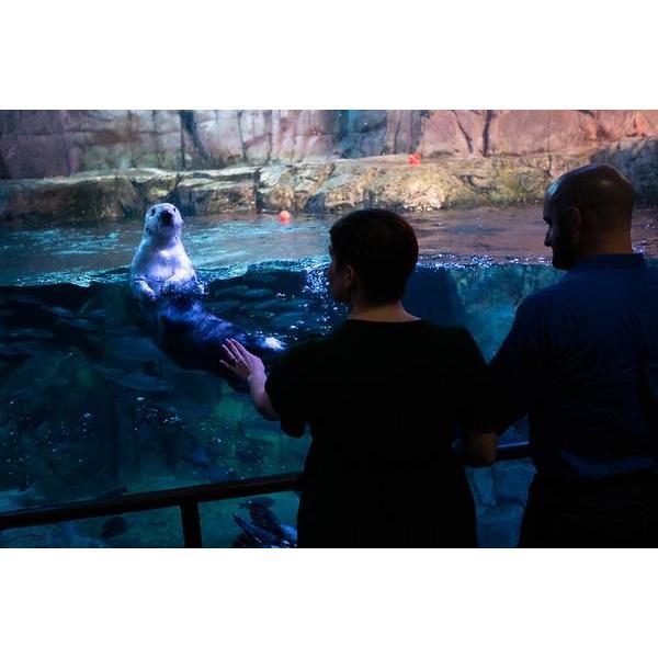 We love animals!