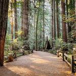 Henry Cowell Redwoods State Park