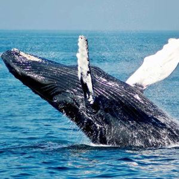Full Whale Watching Day Tour