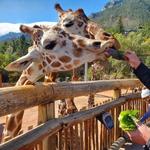 Cheyenne Mountain Zoo