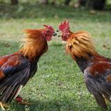 Traditional Cock Fighting / Peleas de Gallos