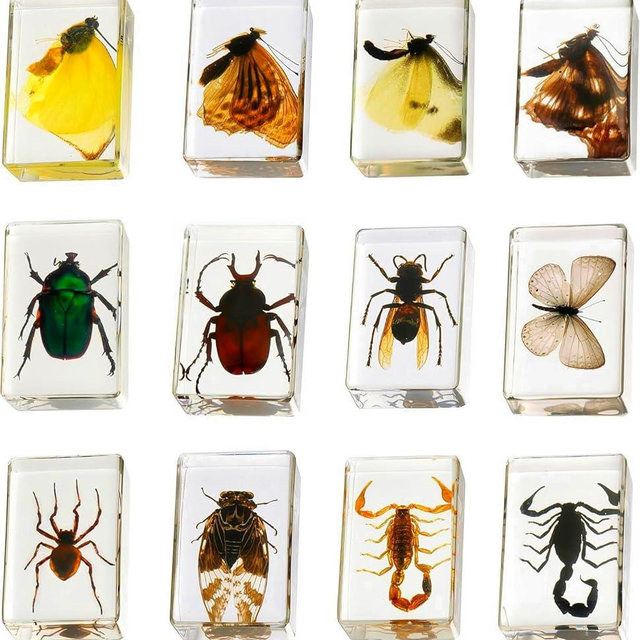 12 Pcs Insect in Resin Collection - Educational Bugs Specimen Set for Kids, Perfect for Preschool, Classroom Science, and Home Displays