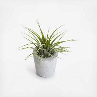 Mini Barrel Classic Planter with Air Plant