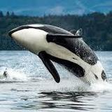 Orca Spirit Adventures Zodiac Whale Watching