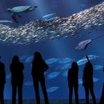 Monterey Bay Aquarium
