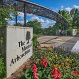 The Morton Arboretum