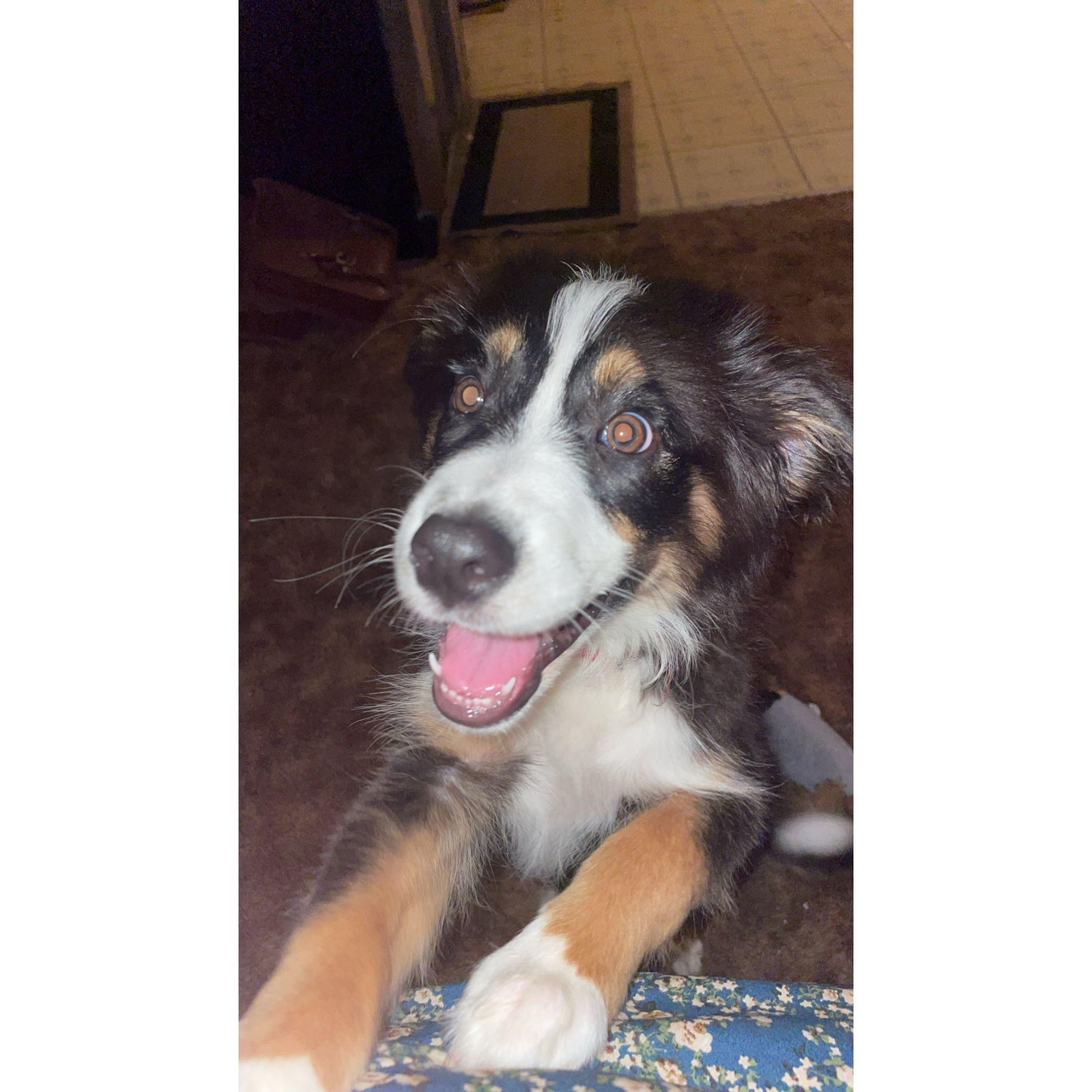 Boogie 🐾🩷
