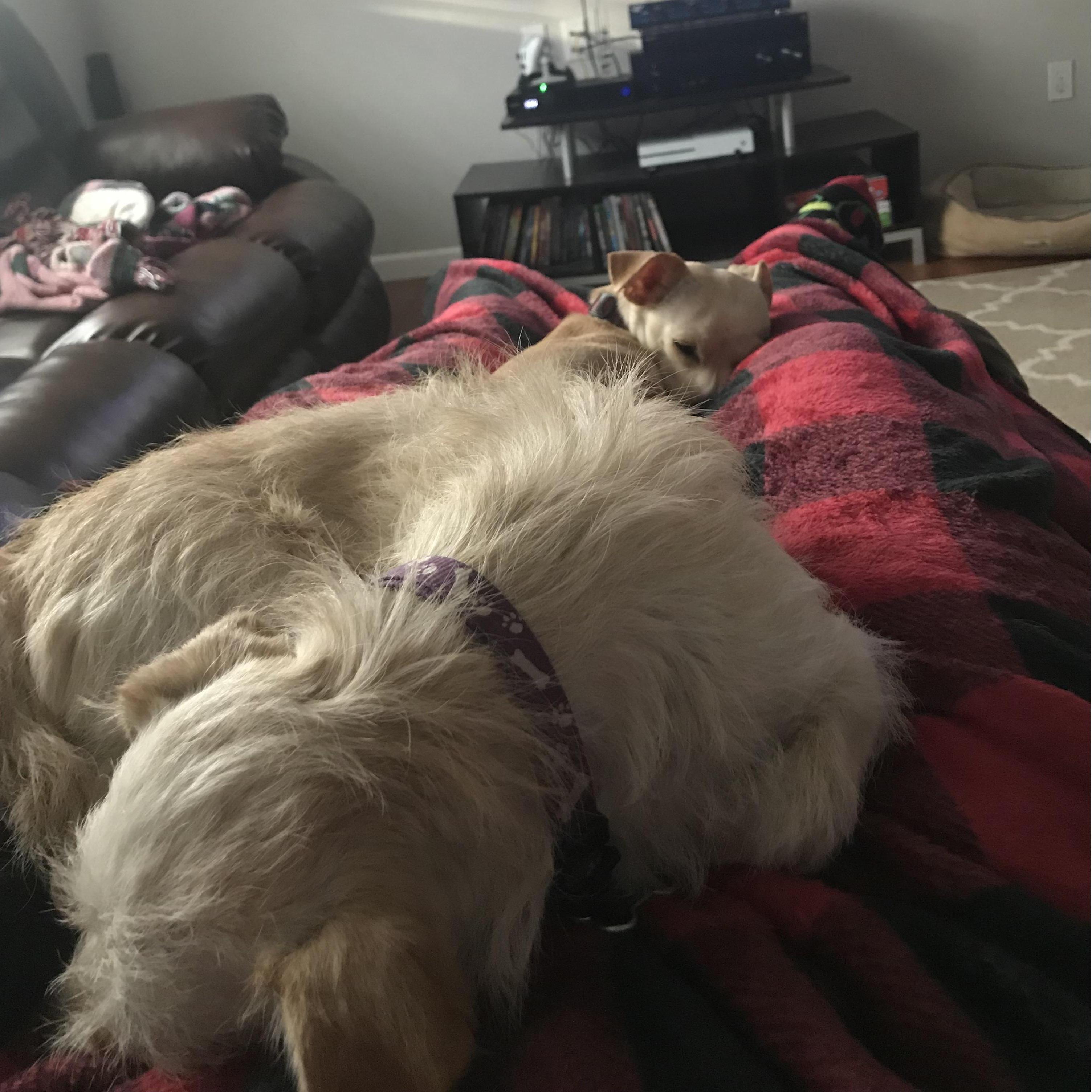 Snuggle bugs Charlotte and Bernie