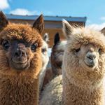 The Alpaca Hacienda