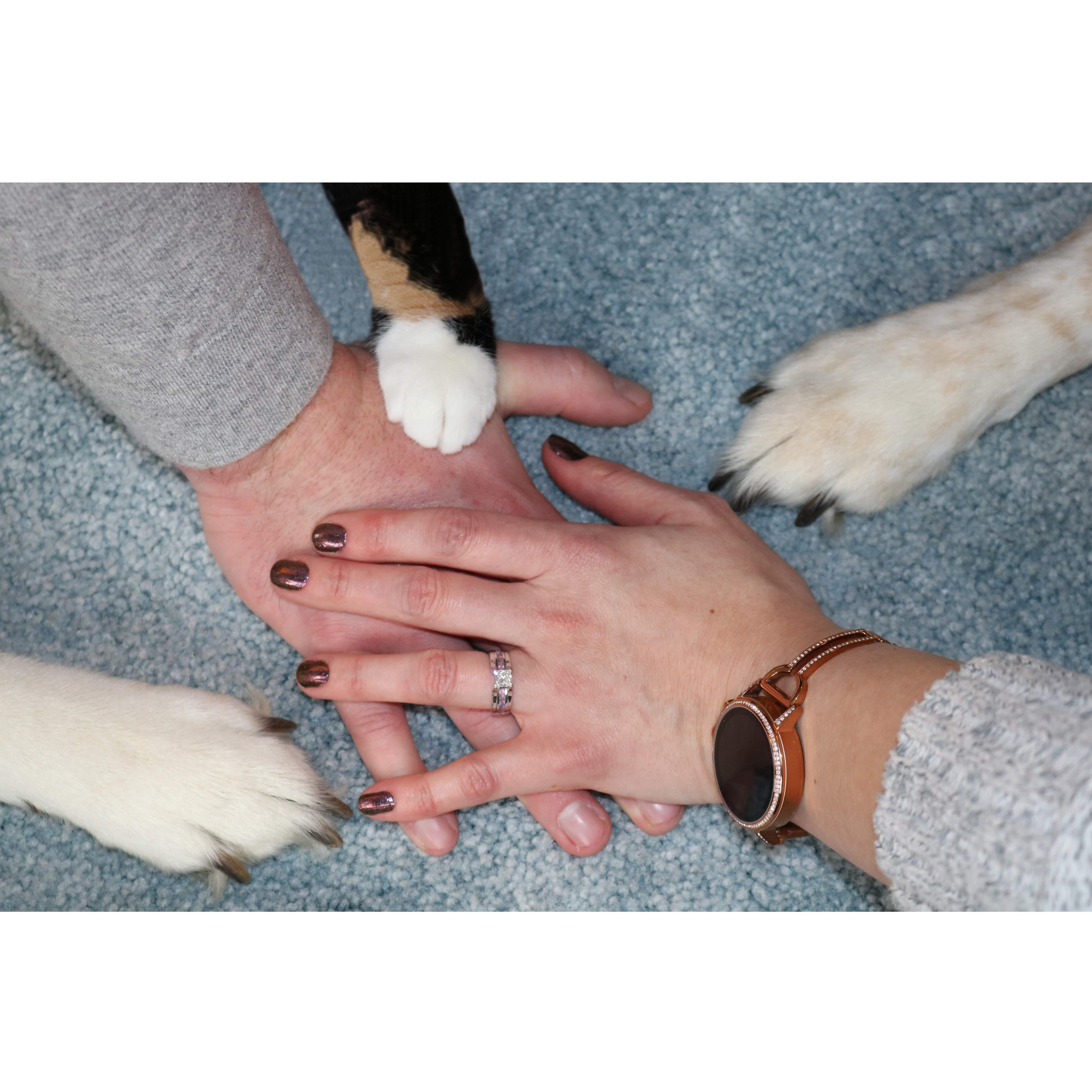 A picture of our hands with all the pet's paws, getting this picture took a decent amount of time & three animal wrestlers lol.