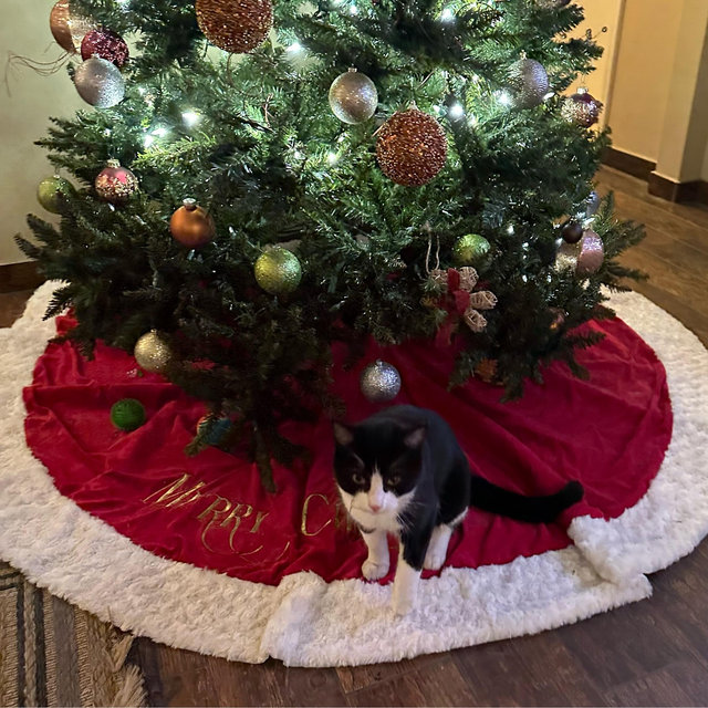 Oreo’s Care & Adoption Fund