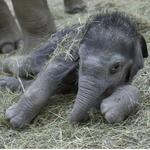 Columbus Zoo and Aquarium