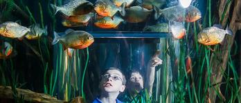 Tennessee Aquarium