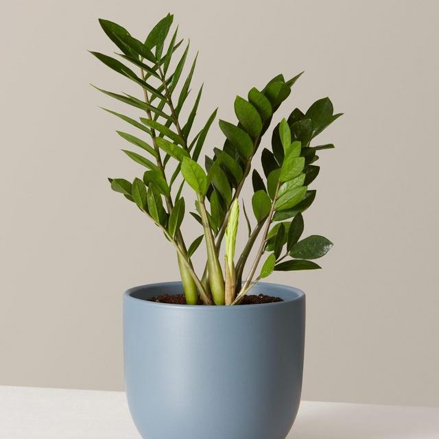 ZZ Plant
