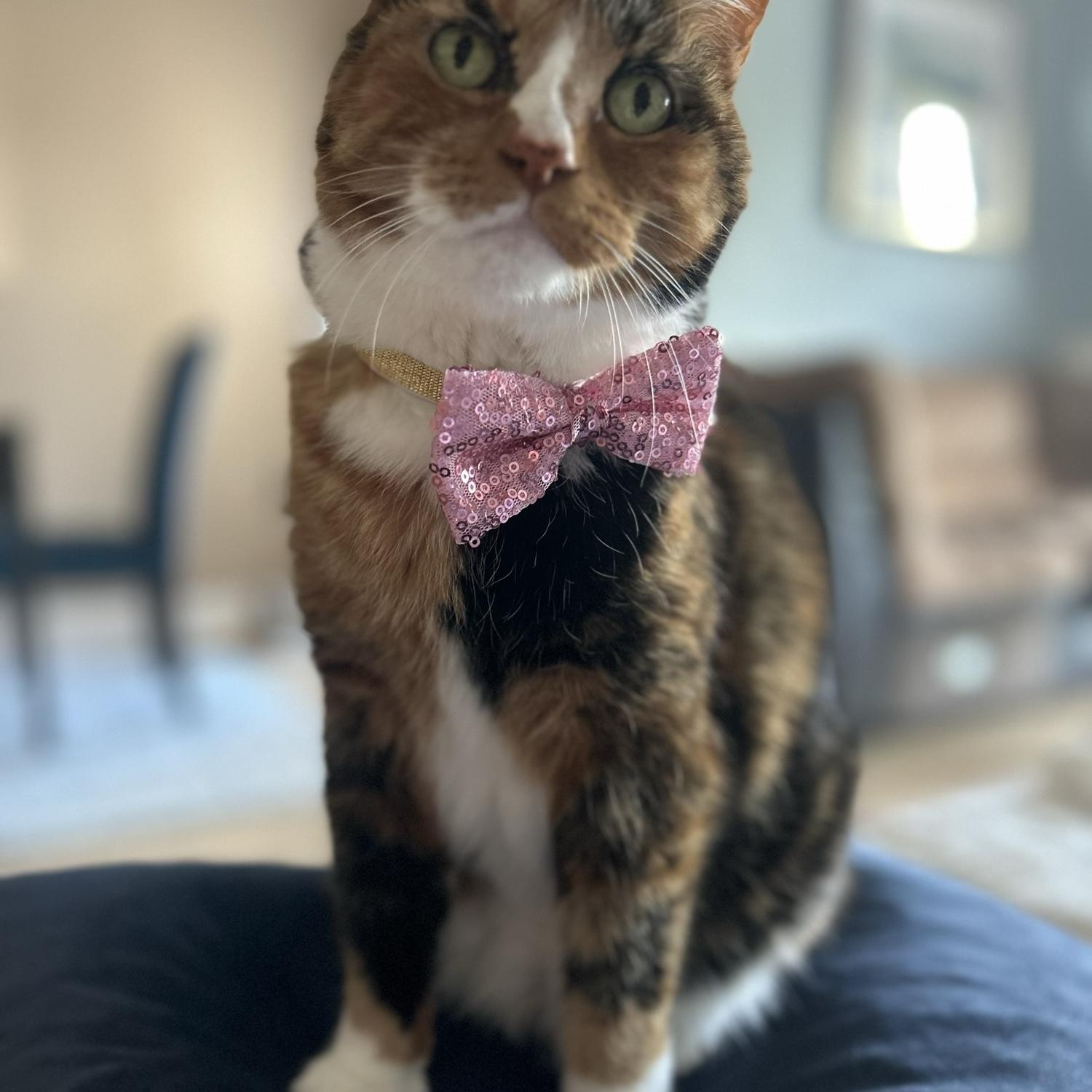 Sushi (aka Soosh Magoosh, Susho, Baby Goosh, Soosh, Baby Girl)