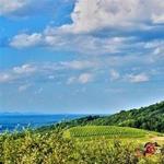Carter Mountain Orchard