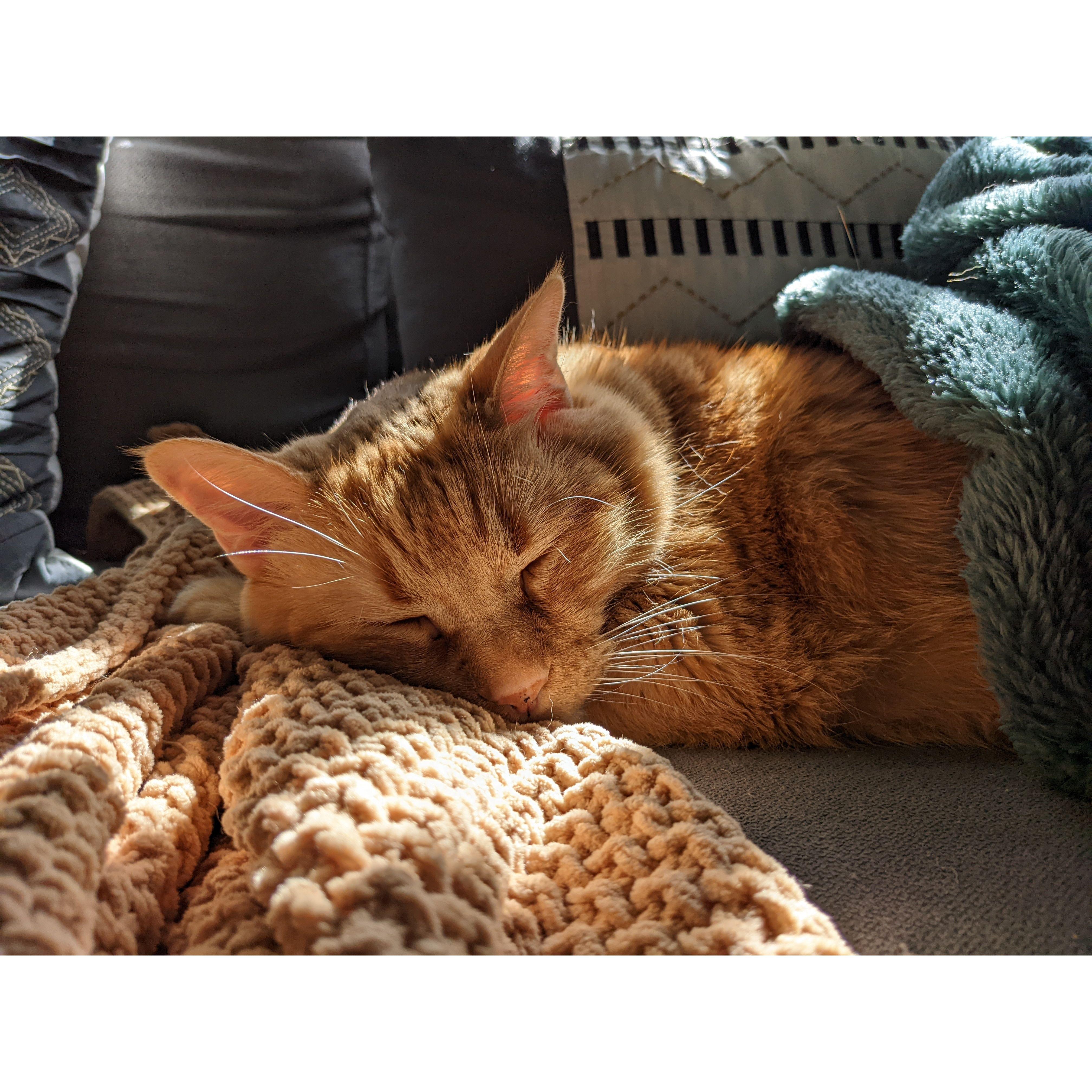 Our beloved cat, Tango!