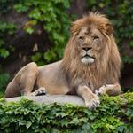 Lincoln Park Zoo