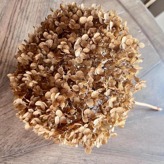Preserved hydrangeas Minnesota tumbleweeds dried hydrangea bunch Natural crafts weddings vase filler floral displays Easter Spring Summer