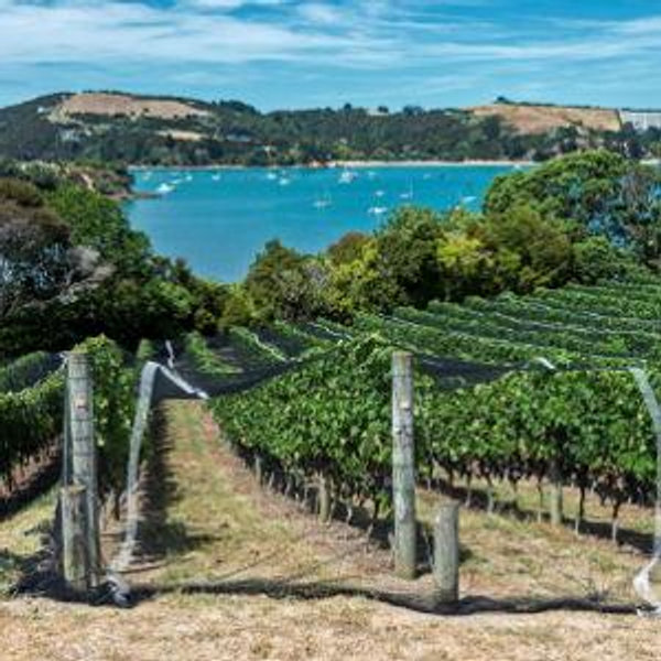 Waiheke Island Winery Tour