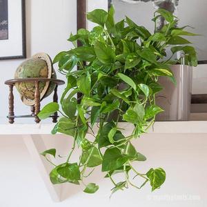 Cascading Pothos Windowsill