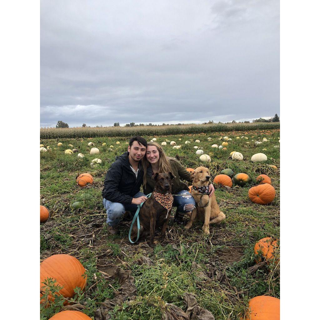 pupkin patch, 2019