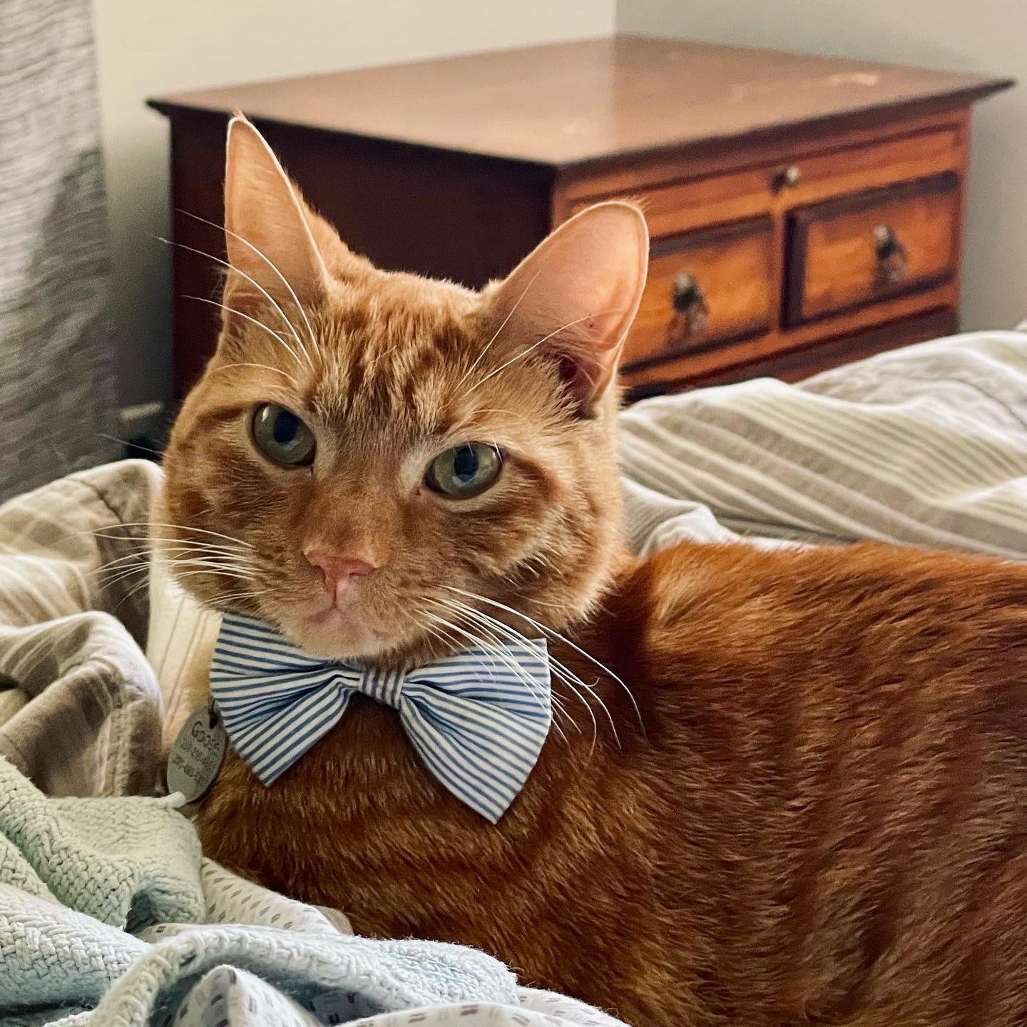 Our cat, Goose