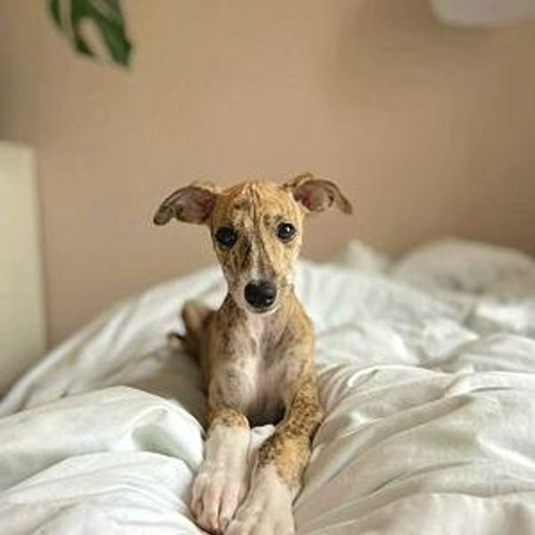 Puppy Fund!