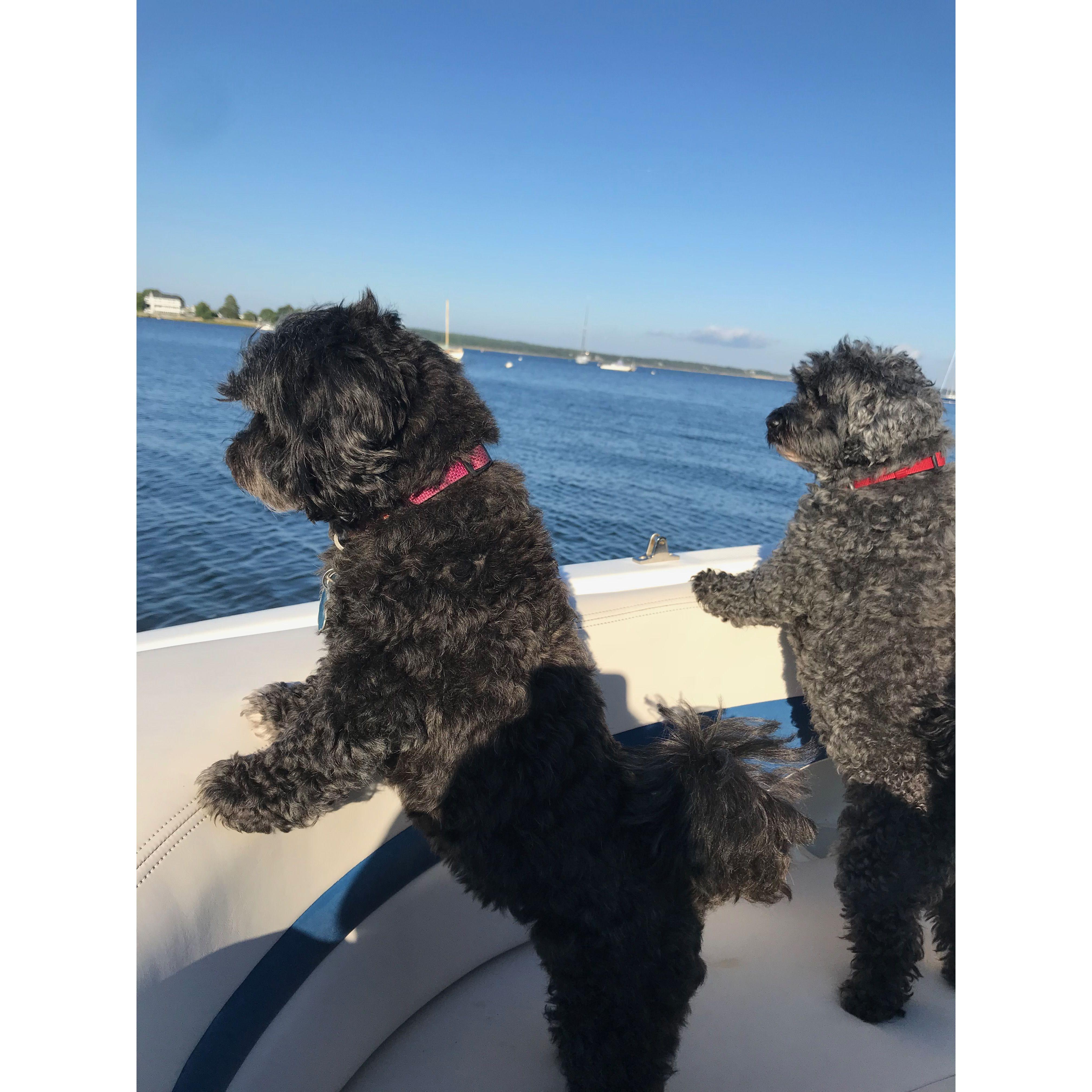 Boating with the pups in Sippican Harbor! Bootsy & Bea
