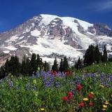 Mount Rainier National Park