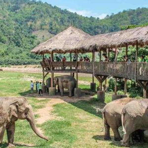 Elephant Nature Park - Chiang Mai