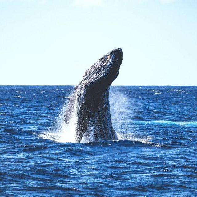 Whale Watching Tour