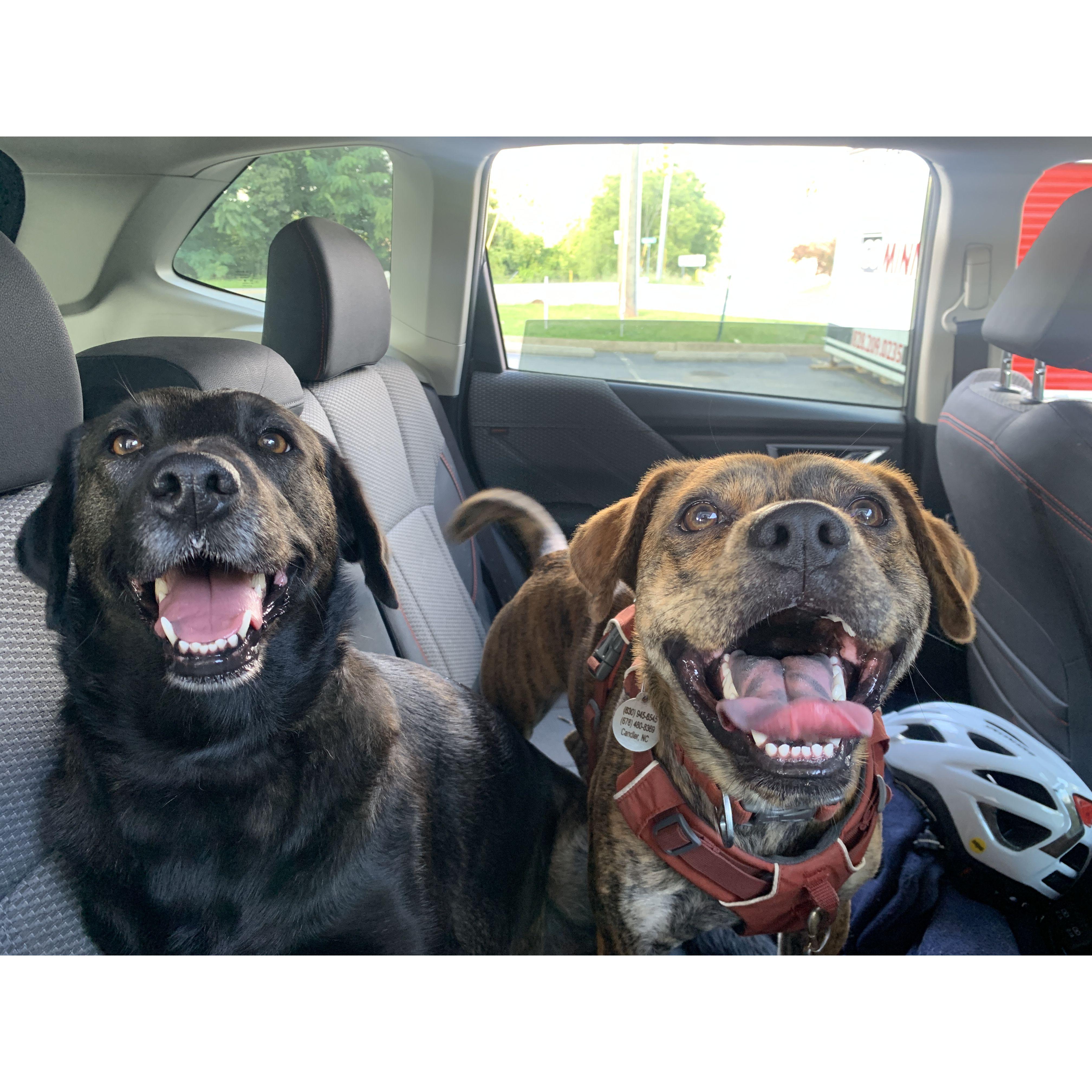 No profile would be complete without a pic of our sweet doggos, Rosie and Audie!