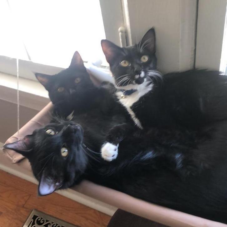 Obligatory kitten picture.  Our cats are really cute, guys, and they won't be at the wedding, so we're showing them off here.