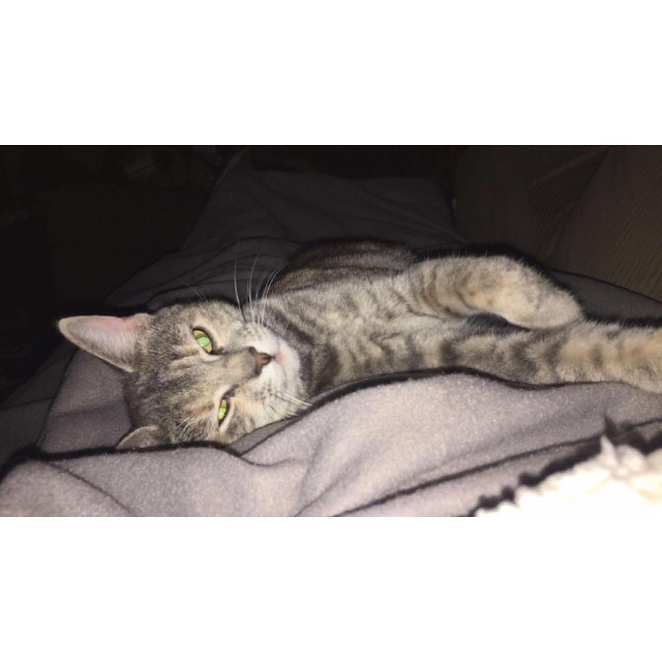 Our cat Minnie 😻