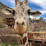 Cheyenne Mountain Zoo