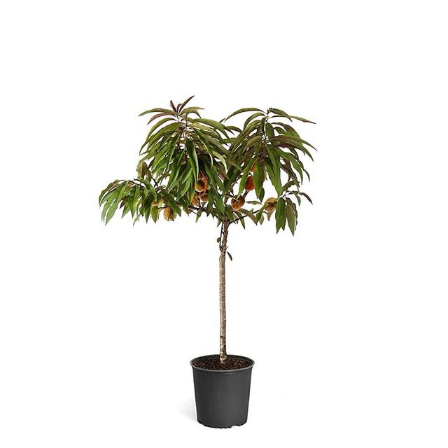Brighter Blooms Bonfire Patio Peach Tree, 2-3 Ft. - Healthy, Delicious Olives | Cold Tolerant | Fragrant Cream-Colored Blooms | No Shipping to AZ, CA