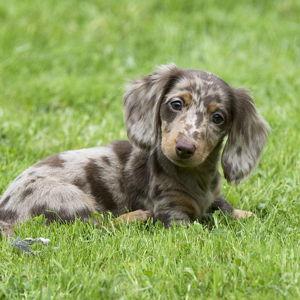 Our New Dachund