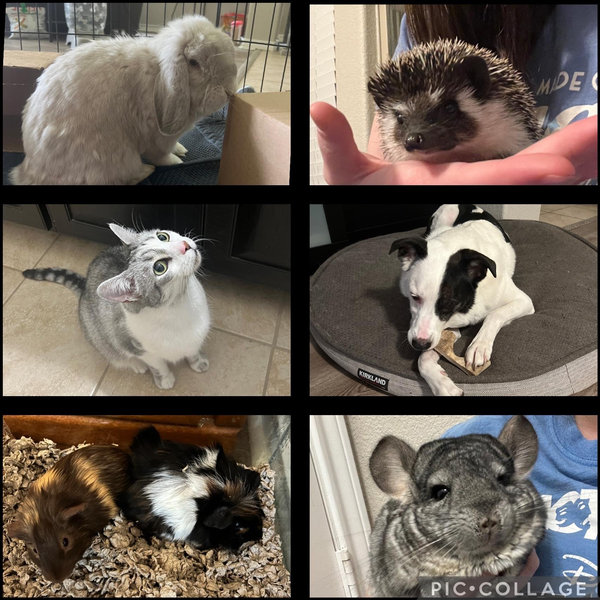 Home Petting Zoo Fund