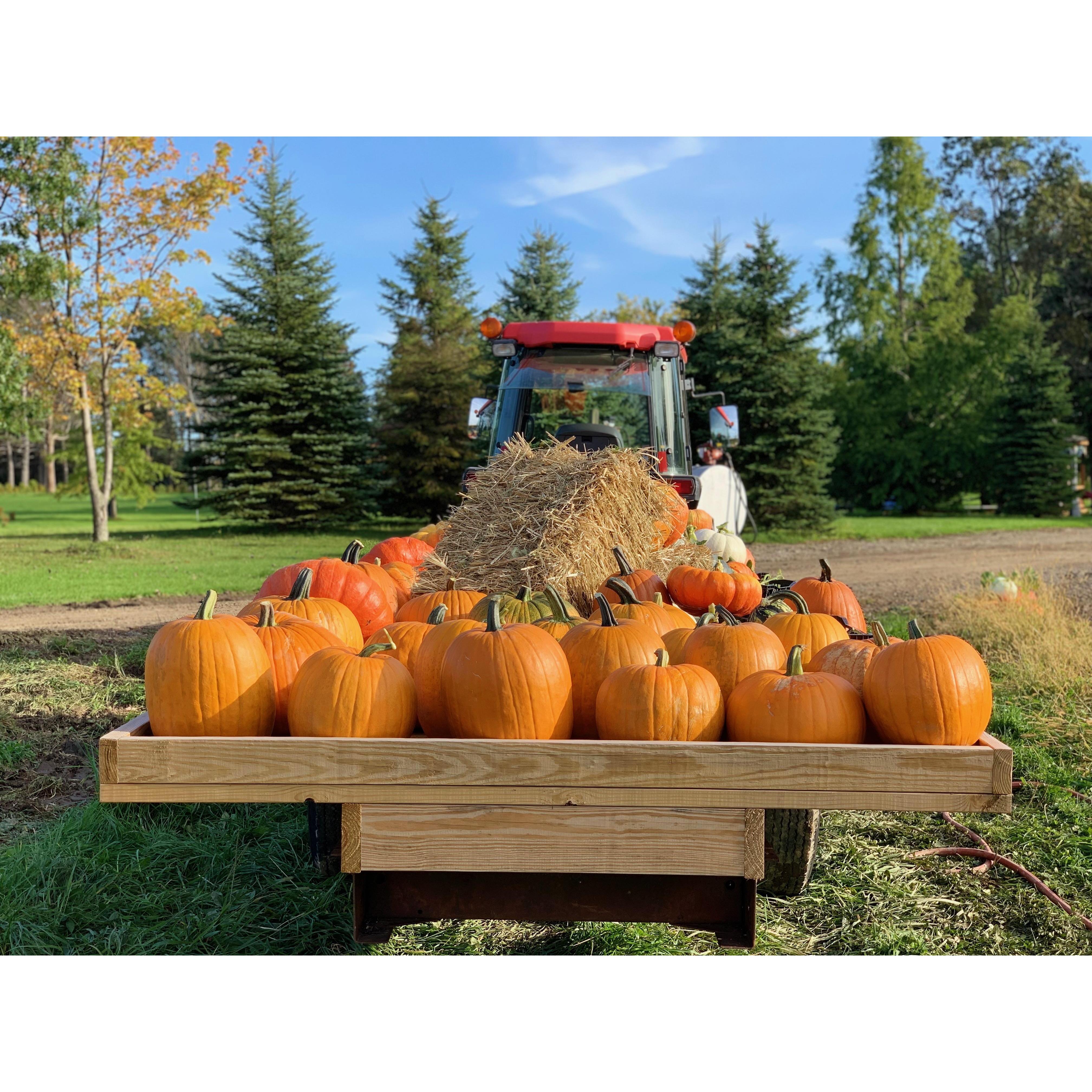 Pumpkins we grow, loaded and ready to go to the corner to sell.  It's been fun every year to see what actually grows from the different seed varieties we plant.