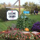 LuceLine Orchard, Best Apple Orchards in MN