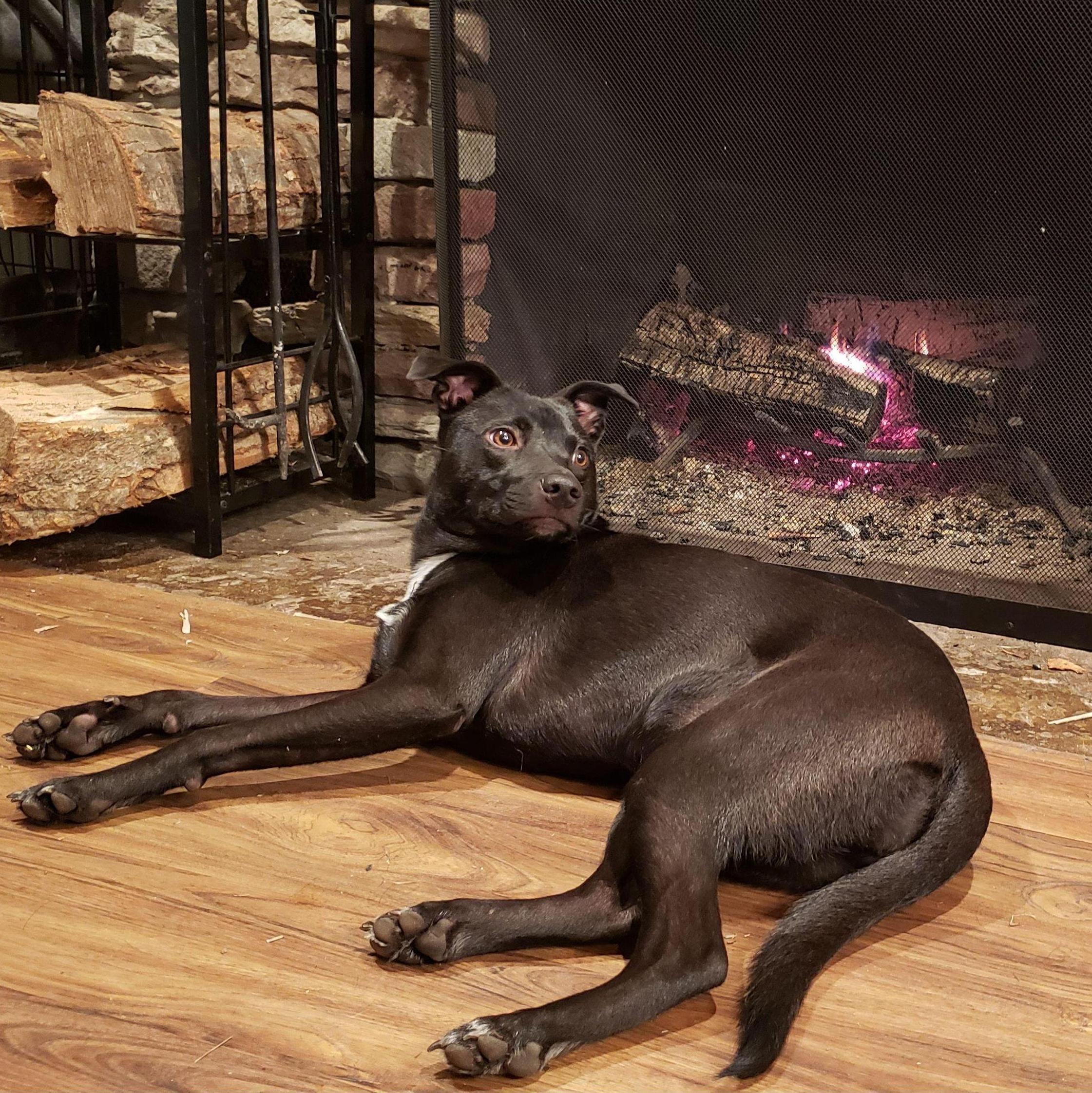 Ivy warming up by the fire. Cook Forest State Park, PA 2024
