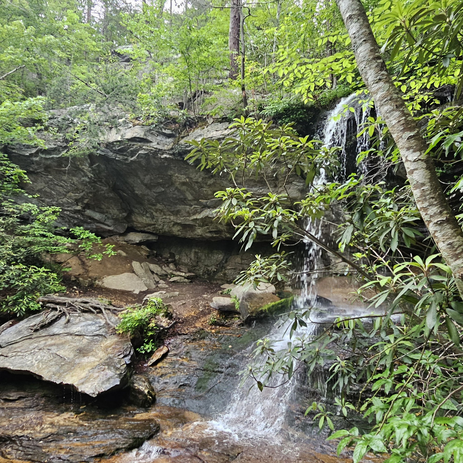 The site of the proposal